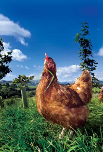 Raising Broiler Chickens